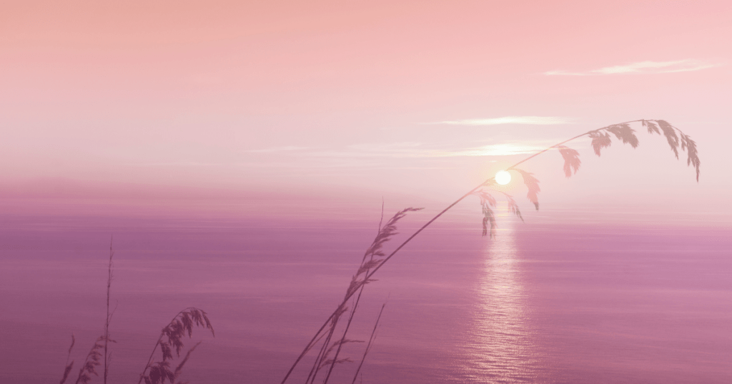 a sunset over water with grass and a pink sky representing Tranquility