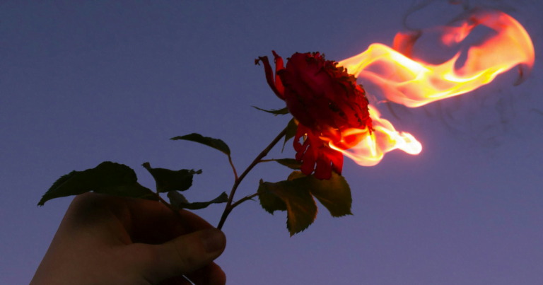 A hand holds a red flower engulfed in fiery flames, symbolizing the contrasting emotions of love Vs. limerence.