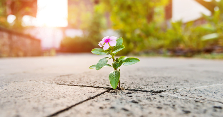 A delicate flower emerging from the earth, symbolizing growth and resilience amidst life's challenges.