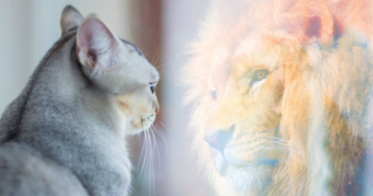 A digital composition showing a domestic cat facing a ghostly image of a lion, symbolizing a reflection or inner spirit, set against a soft, light background, exuding self-confidence.