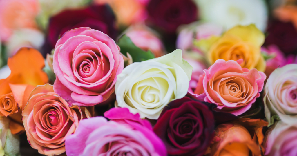 A close-up of roses in different colors